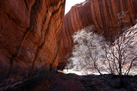 Neon Canyon